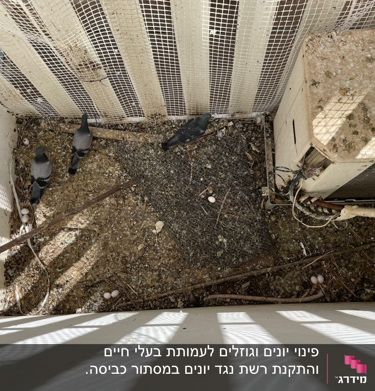 יונים וביצים ליד מזגן על רצפה מלוכלכת